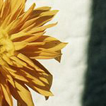 Blume